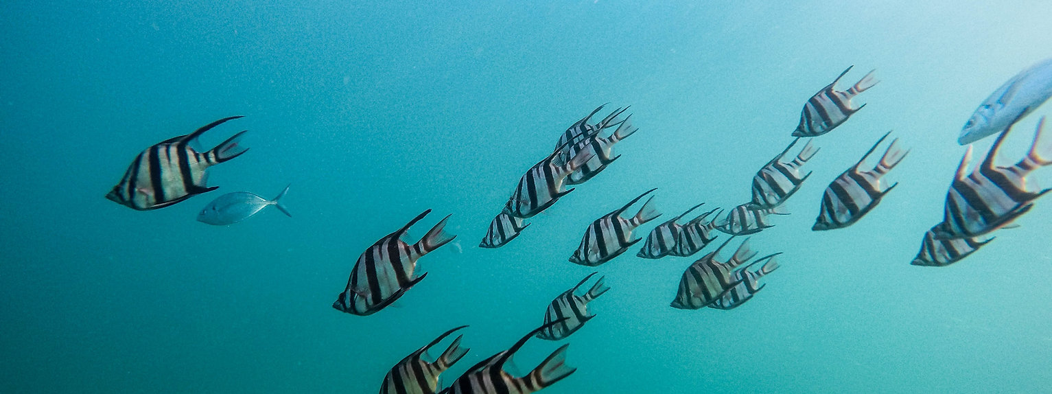 Image by Jeremy Bishop