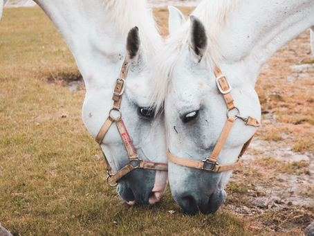 How Horses Help Strengthen Executive Control and Cognitive Flexibility in Therapy