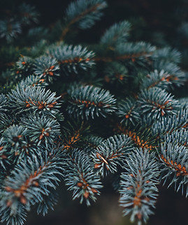 Image de Annie Spratt