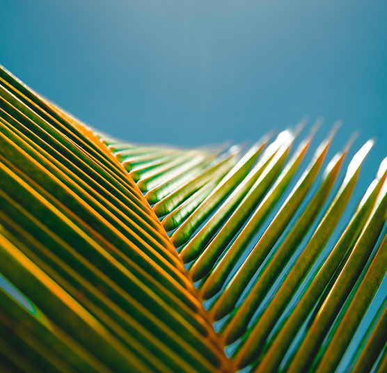 Image de Jakob Owens