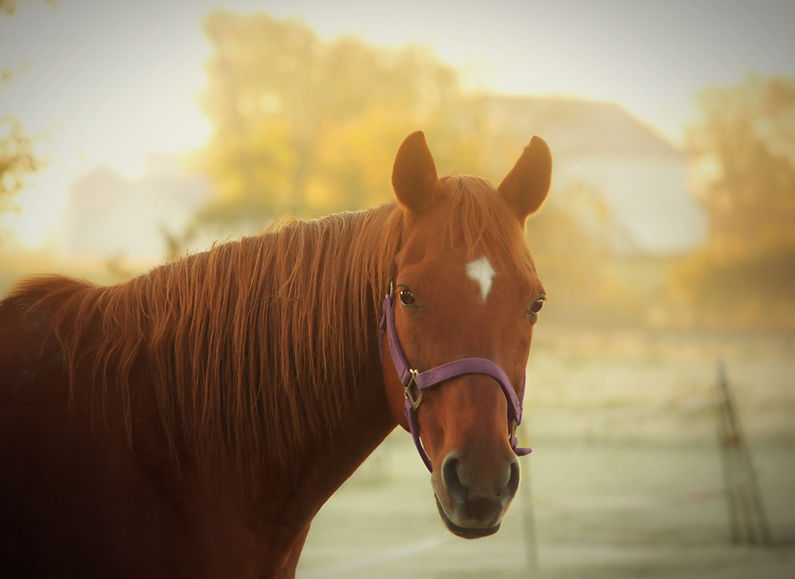 Image by Sheri Hooley