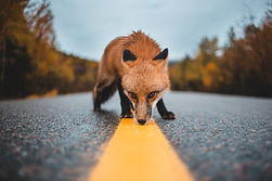 Image by Erik Mclean