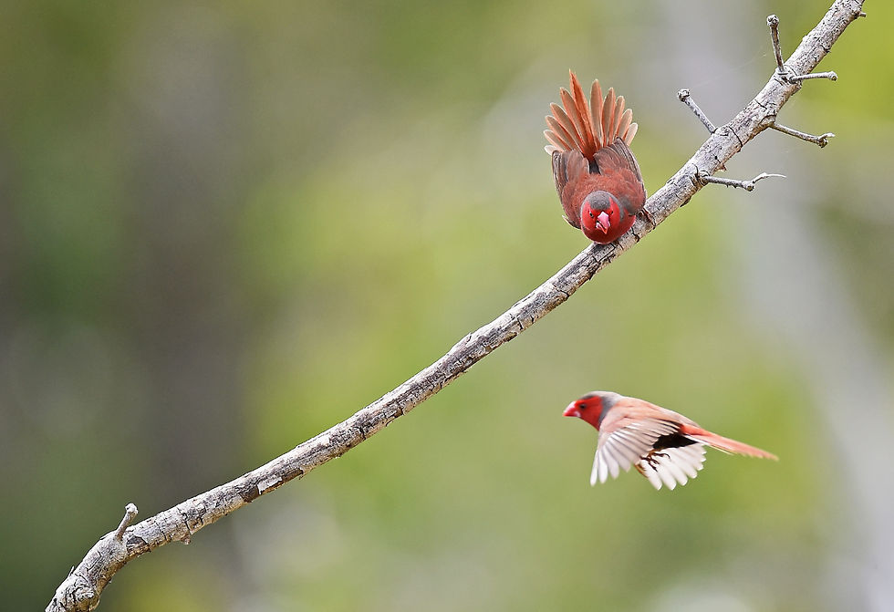 Image by David Clode