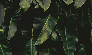 Image by Subvertivo Lab