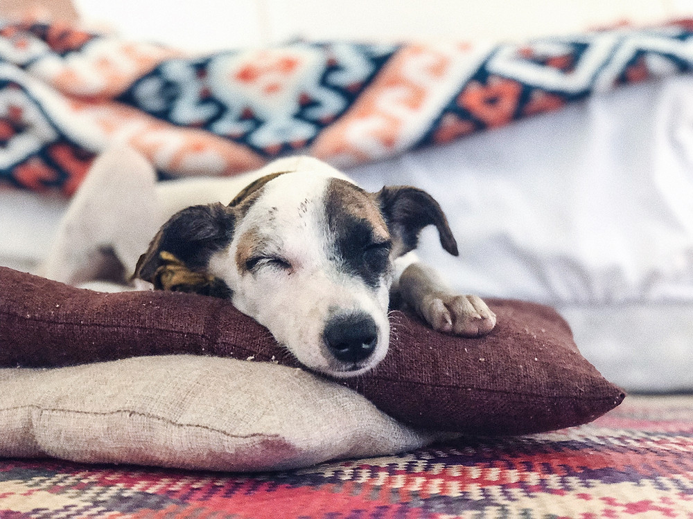 Canines and Kennel Cough