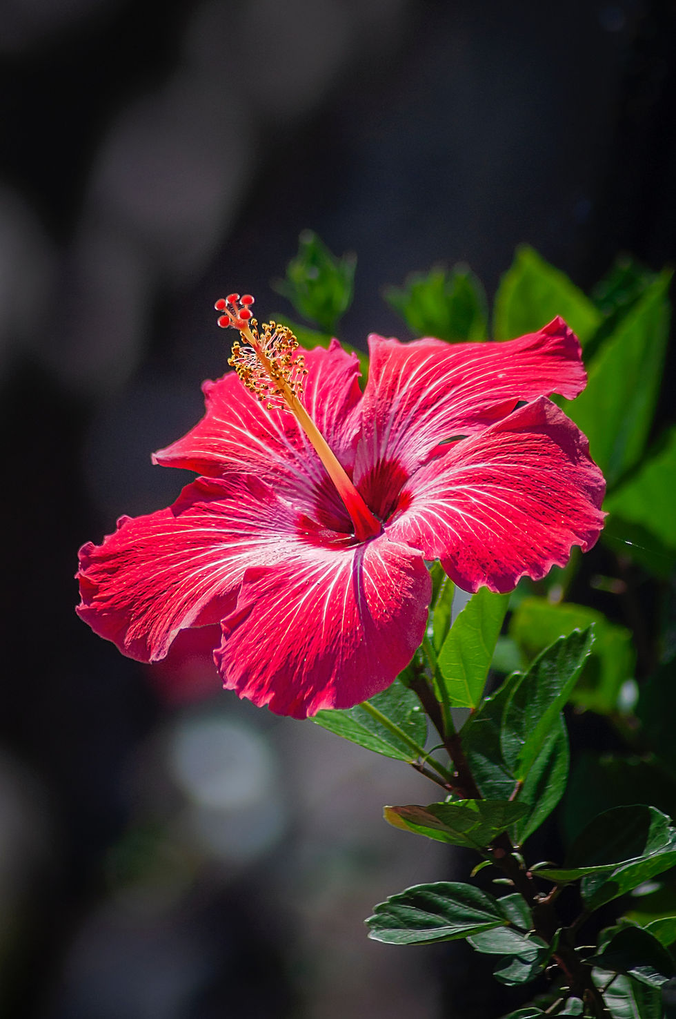 Radiant Bloom
