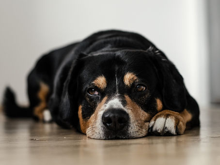 Köpeklerde Görülen Belli Başı Rahatsızlıklar Nelerdir?