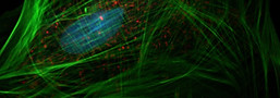 Image by National Cancer Institute