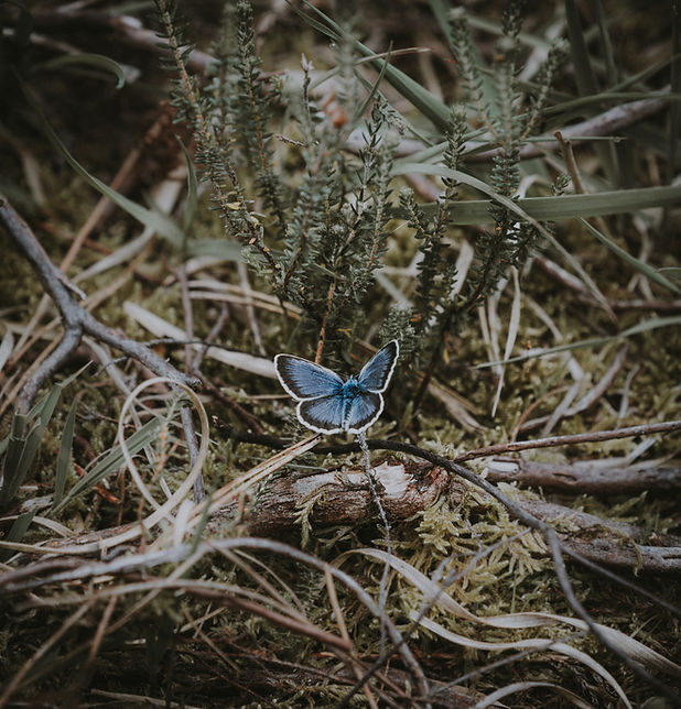 Image by Annie Spratt
