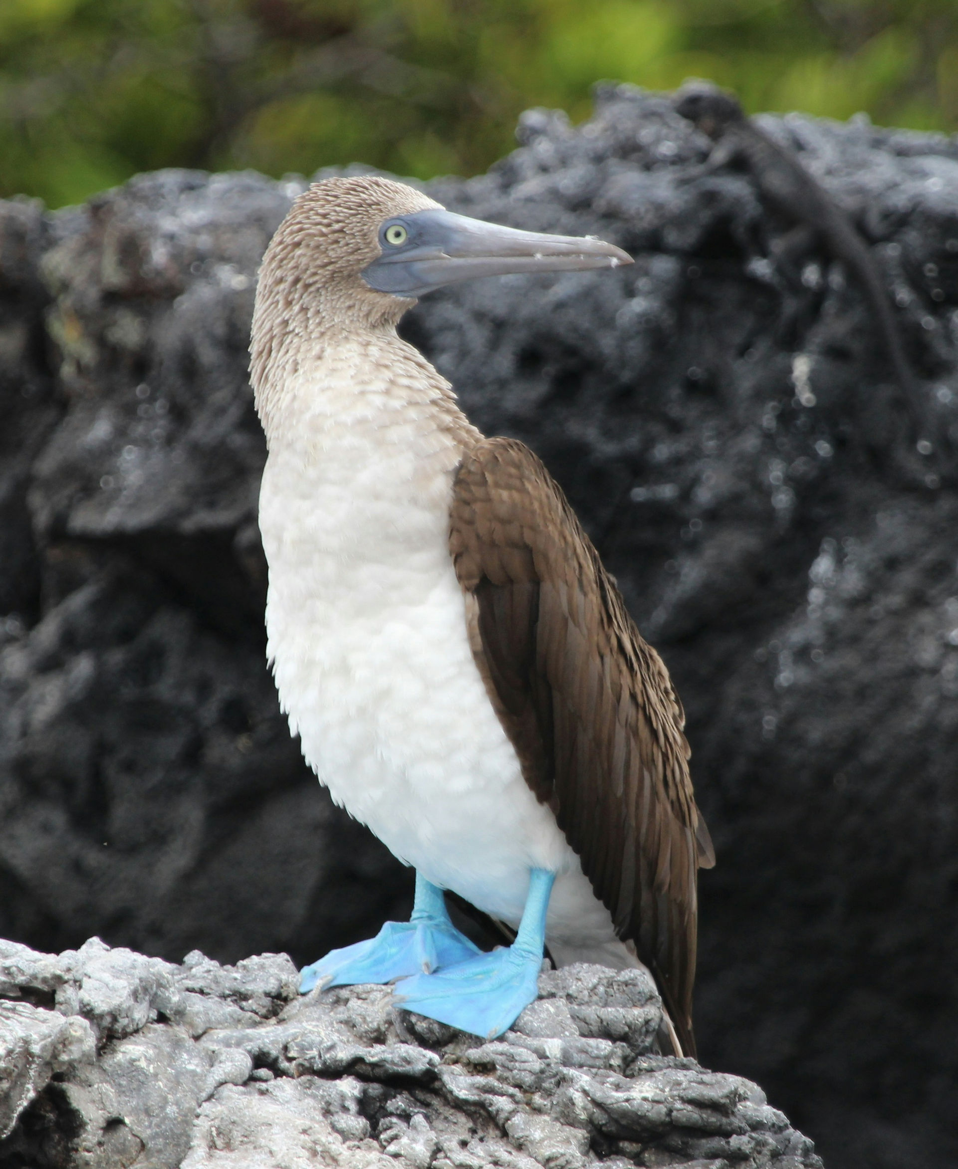 Galapagos Blue-Footed Booby