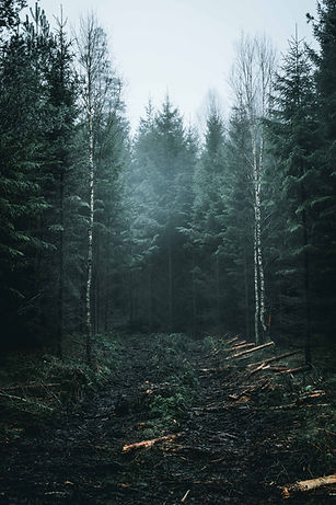Image by Ca Ku