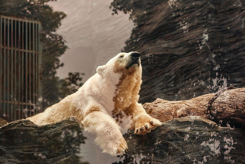 Image by Ross Sokolovski