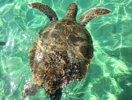 CANCÚN CON XCARET PLUS
