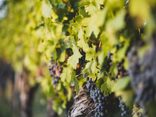 B.C. wine industry projecting 50% fewer wine grapes this year because of winter vine damage