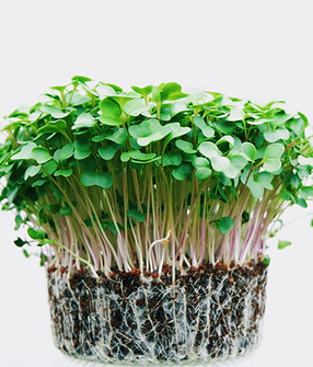 Image by Devi Puspita Amartha Yahya