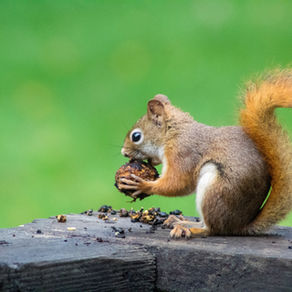 FOR ONCE, BEING THE PROVERBIAL BLIND SQUIRREL WHO GETS THE NUT 