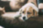 Benefits of slip leads for dogs