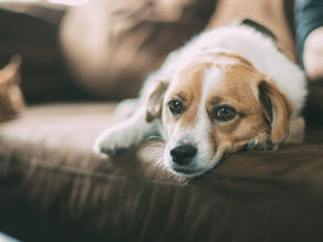 Guide to Understanding and Managing IVDD in Dogs: Symptoms, Treatments, and Prevention