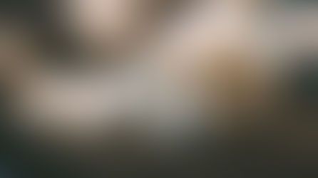 Enquiries continue following decline in dog theft reports