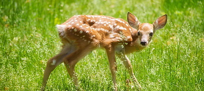 Image by Julie Marsh