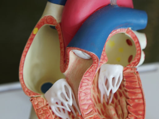 Check out "The Human Heart" Presentation!