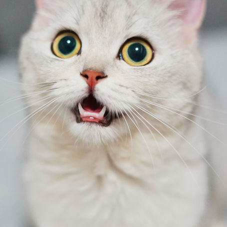 Cat Ringworm 101
