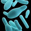 Image by CDC