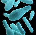 Image by CDC