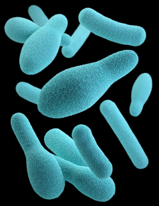 Image by CDC