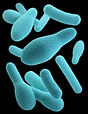 biofertilisants.png