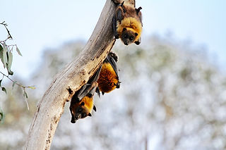Image by Geoff Brooks