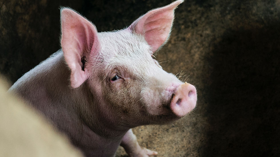 Swine