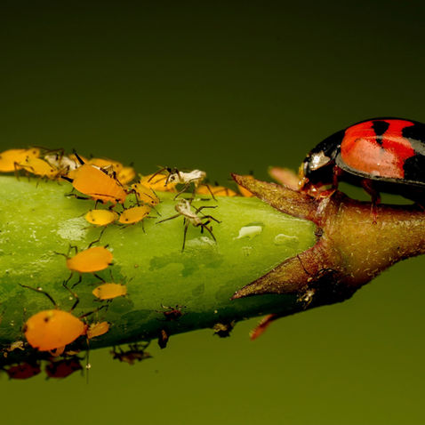 Ladybugs Love to Eat Aphids