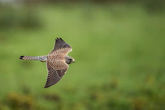 Image de Vincent van Zalinge