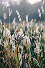 Image by Eli DeFaria