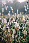 Image by Eli DeFaria