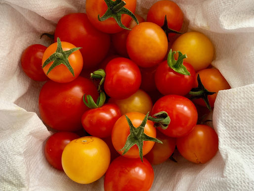 Gardening Series: 3. Cherry Tomatoes