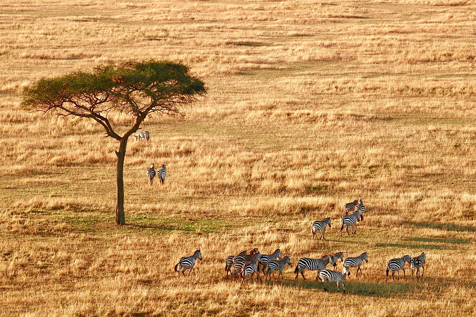 travel wise safari