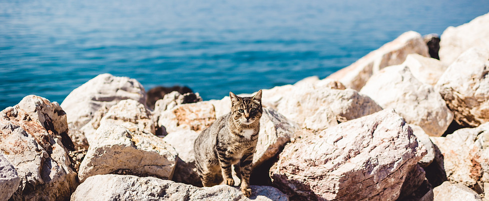 Image by Jason Blackeye