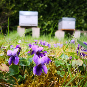 Foodie Friday: Wild Violet Jelly