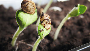 Best Seeds to plant right NOW for Zone 6: A Complete Guide for beginner Gardeners