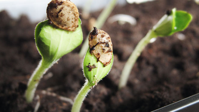Where Do We Get Our Seeds From?
