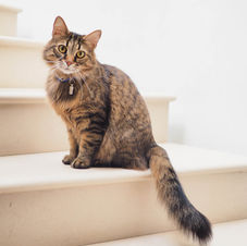 Limpieza, protección, brujería, bruja, hechizo, ritual