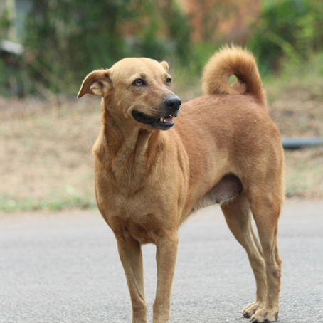 Walk Your Dog Month 2025