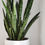 Thumbnail: Sansevieria Zeylanica