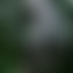 Aus Schutz wird Leben – wie du mit NARM® deine Überlebensstrategien entflechten kannst