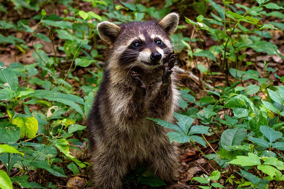 Raccoons