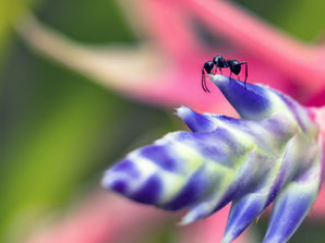 Bromeliads have become a staple in today's plant enthusiasts’ collections, seamlessly merging vibrant beauty with effortless care. These unique plants offer captivating foliage and striking shapes, making them a standout choice for any indoor or outdoor space. Whether you're a green-fingered expert or just starting out, knowing how to care for bromeliads will enhance your environment and appreciation for these stunning plants.