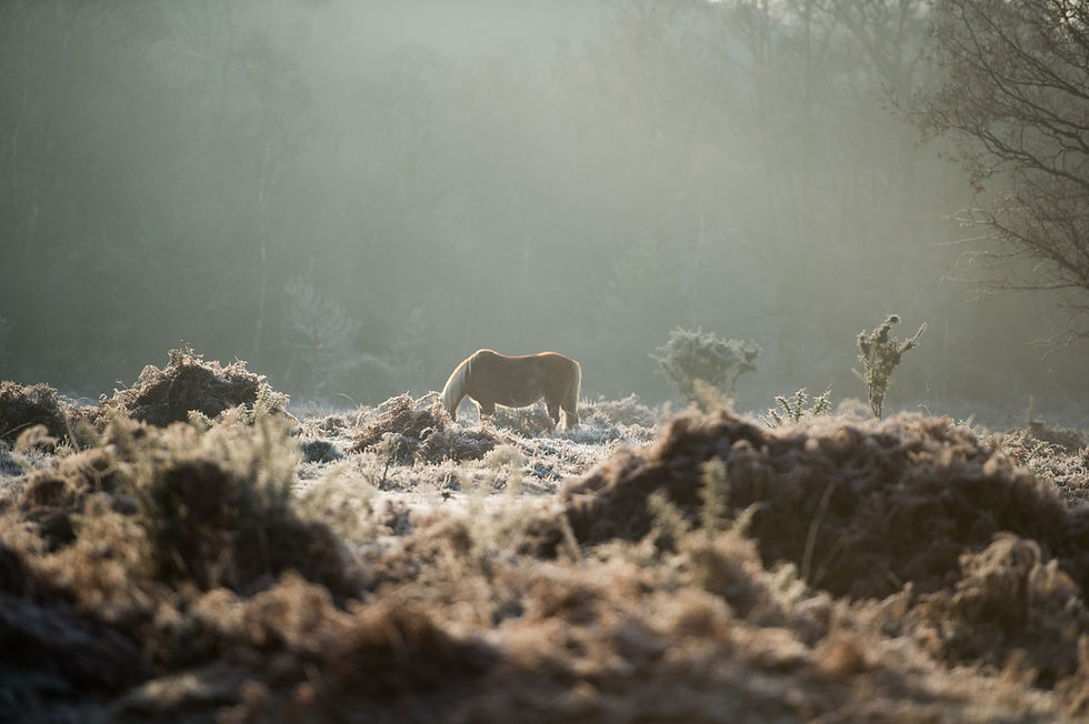 Image by Annie Spratt
