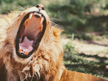 Shutting the Lion's Mouth